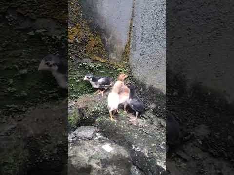 anak ayam kampung #chicken #ayam #ayamlucu #ayamjago #ayamkampung #hiburan #hiburanlucu #hewan #1m