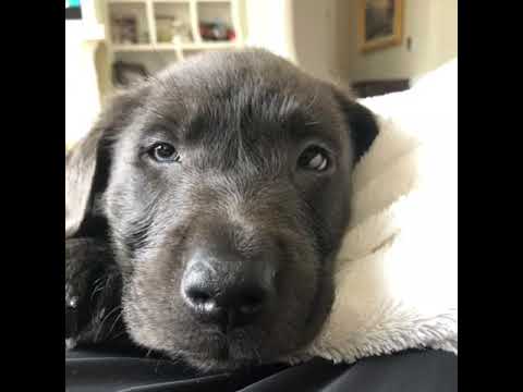 Talking Dog