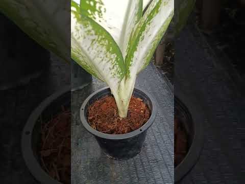 Dieffenbachia Delirah ต้นนกยูงขาว