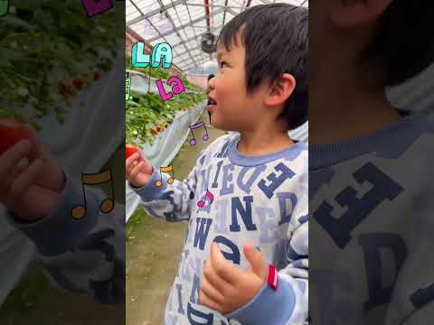 2025年のイチゴ狩り🍓は埼玉県🍓🍓🍓#shorts