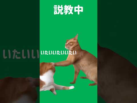 猫ミーム説教＃猫ミーム