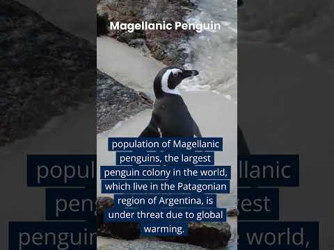Magellanic Penguin