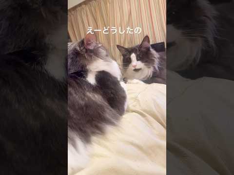 仲良し親子猫#母猫#親子猫# #ノルウェージャンフォレストキャット