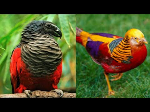 Top 5 Beautiful Exotic Birds You Won't Believe Actually Exist #birds #exoticbirds #beatifulbirds