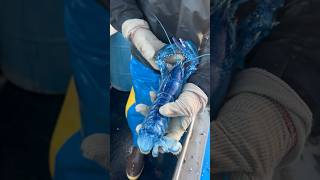 1 in 2,000,000 Blue Lobster Caught!! 🔵
