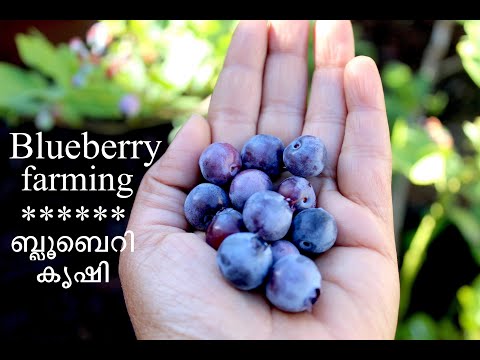 വീട്ടിൽ ബ്ലൂബെറി എങ്ങനെ വളർത്താം! / Growing Blueberries at Home - Gardening at San Jose, California.