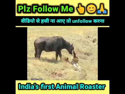 janwaro ke gajab karname best comedy scenes video