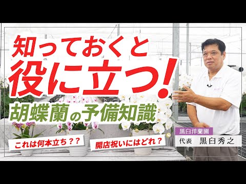 胡蝶蘭選びがもっと楽しくなる！知っておくと役に立つ胡蝶蘭の予備知識【胡蝶蘭】
