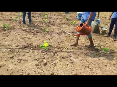 Organic BANANA use only jivamrut can't use any chemical fertilizer and pesticide