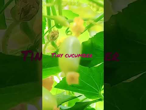 tiny cucumber #shortvideo #subscribe