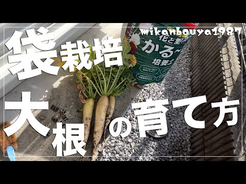 【袋のままで大丈夫！】大根の袋栽培！｜簡単家庭菜園