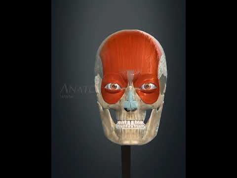 procerus muscle action #3d #animation #medicosphere #viral #shorts #anatomy #medicos #physiology