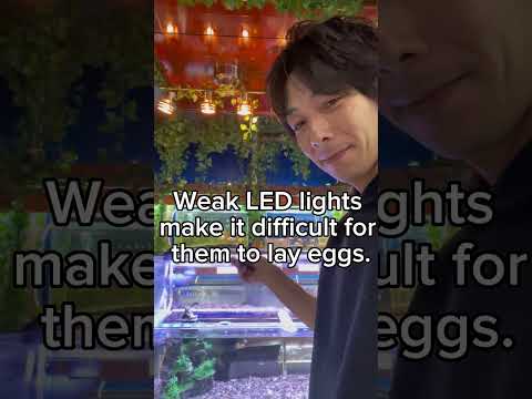 If your medaka fish are not laying eggs, what should you do? Review the environment.