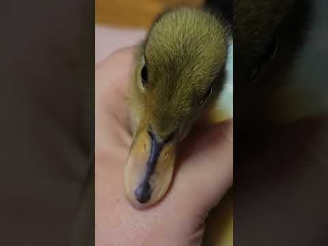 Baby Ducklings #raisingducks #ducks #raisinganimals #ducklings #farming #homesteading