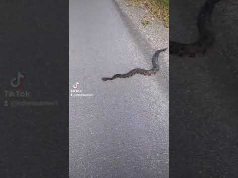 First encounter with a rattlesnake!
