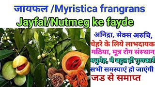 जायफल के फायदे और नुकसान । Benefits and side-effect jayfal((Nutmeg) in hindi . today's Ayurveda