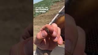 #dronebee #vs #workerbee #jagdev #beekeeper #beekeeping #organichoney #naturalhoney #rawhoney #farm