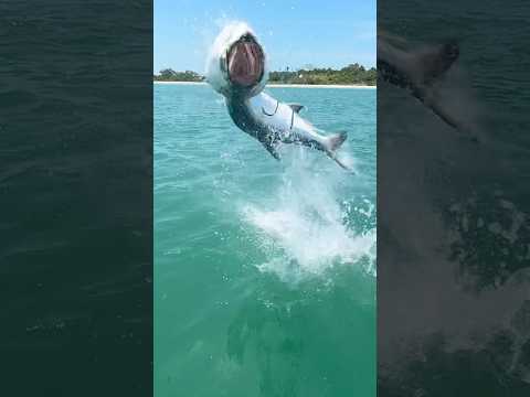 Pure magic! ✨🎣 #tarpon #fishing #tampabay