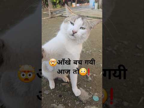 🤯Cat is trying to scratch my eye today😳! | badmash billi🐈😡#cat #shorts #trending