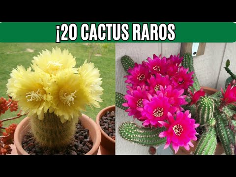 20 CACTUS INCREÍBLES para tener en casa 🌵  Cactus pequeños, raros y fáciles de cuidar