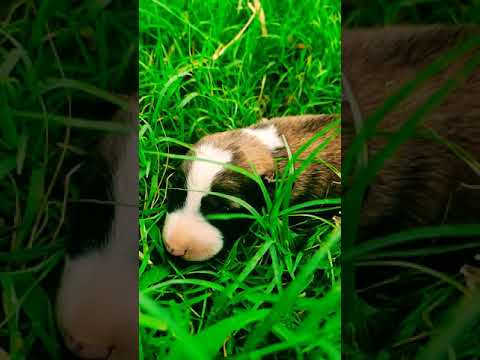 #39,#shortvideo,#cutepuppy,💞💞😍😍
