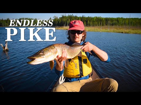 Solo Camping & Fishing for HUGE Northern Pike