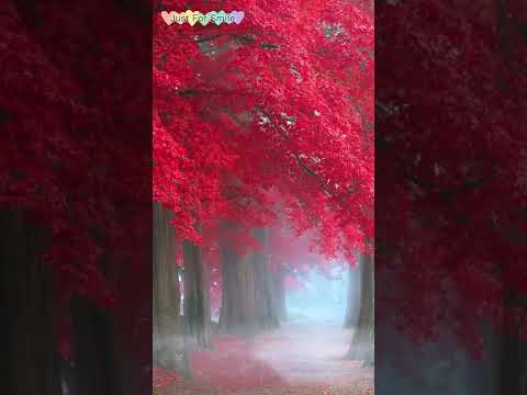 自然轻音乐 雨天助眠减压音乐，听着雨声就很想睡觉 治愈系 雨滴 听雨 声音疗愈 慢下来看世界 治愈自 Light music sleep music in rainy days