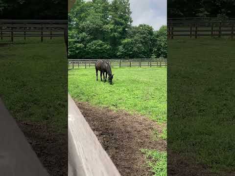 挨拶には来てくれなかったエイシンフラッシュ#競走馬