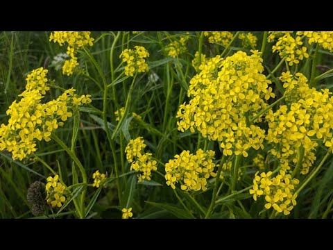 Winter Cress Tempura | OOH Kitchen