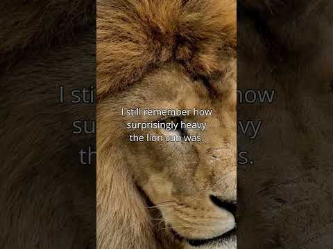 When A #lion Cub Sat On My Lap In #africa #silentvlog #naturestories #tiktok #tiktokviral