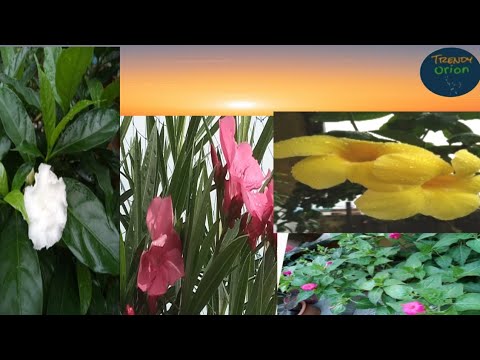 Morning View Of My Terrace Garden/Terrace Garden Tour In Mansoon Season -Trendy Orion