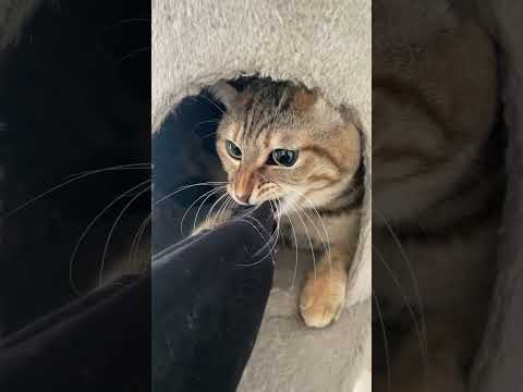 病院のお兄さんにﾃﾞﾚﾃﾞﾚだった #cat #猫 #shorts