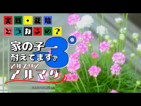 実践・栽培・どうなるの？【冬越し出来る花】家の子－３℃で耐えてます。【アルメリアアルマダ】植え方・育て方・育ち方【園芸】