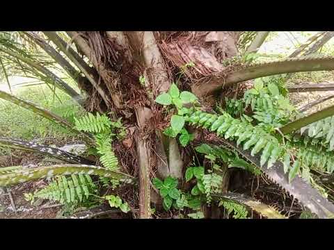 พาลูกชมสวนปาล์ม