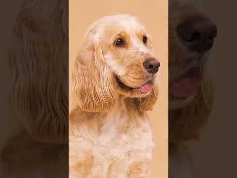 A Sniff That Could Save Your Life #dogs #facts #gamtng #asmr #incredible #dog #doglife #pets #doctor