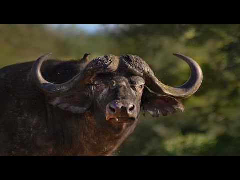 Cape Buffalo Hunting 101 With Kevin Robertson