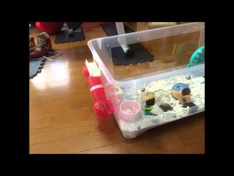 ジャンガリアンハウスの衣装ケース＆滑り台を作成