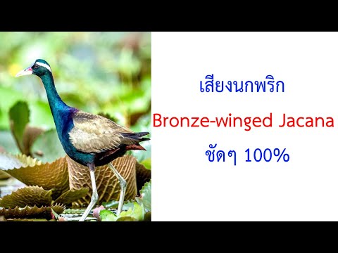 เสียงนกพริก Bronze-winged Jacana ชัดๆ 2021