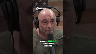 Close Encounter: Surviving a Wolf Pack While Hunting Elk