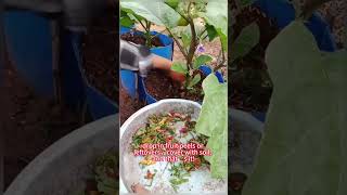 Don't throw away kitchen scraps and do this