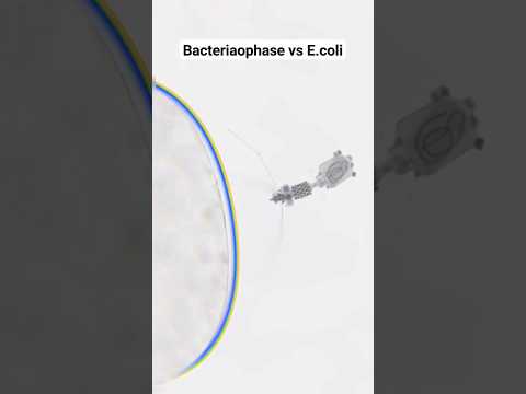 Bacteriaophase vs E coli #biology #microbiology #trending #science #new #virus #shorts