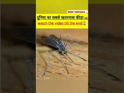 duniya ka sabse khatarnak kida 🐛🤔#facts #shorts #amazingfacts #viral