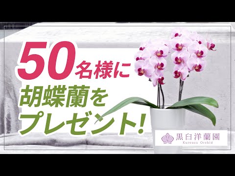 50名様に胡蝶蘭プレゼント！Instagramでプレゼント企画やります！