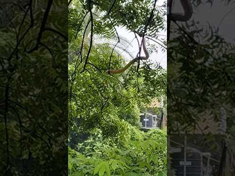 big snk in a tree 😐😐#snake #bigsnakegame #reels #ytshorts #youtubeshorts
