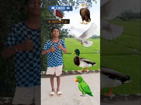 🤯 Rounding coconuts to Parrot , Duck, Pigeo & Eagle names magic video #shorts​ #youtube #vfx