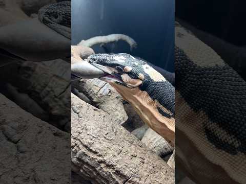 Adult Lace Monitor Feeding! *Reptilinks Edition* #animals #reptiles #lizard #feeding #australia