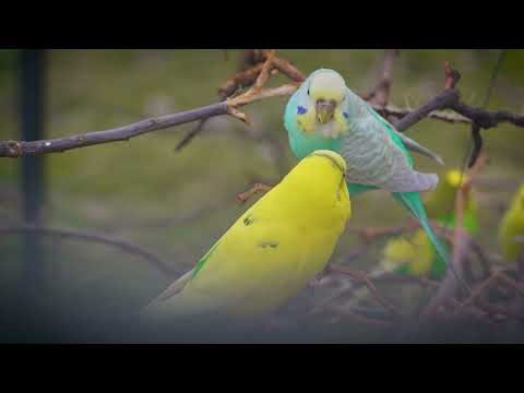 Classical Tunes for Happy Budgies: Let the Fun Begin!