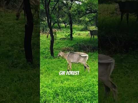 Wildlife of Gir forest|Spotting animals| #deer#wildlife#travel #viralvideo#ytshorts#youtube #shorts