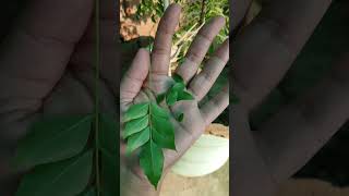 Curry leaves harvest /grow organic eat organic #kitchengarden #mytakeonhomeandgarden  #organicveg