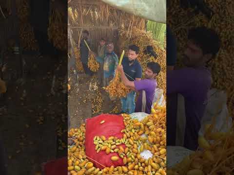 Unbelievable Date Harvesting Speed! 😳🔥 You Must See This! #dateharvesting#villagelife##shorts